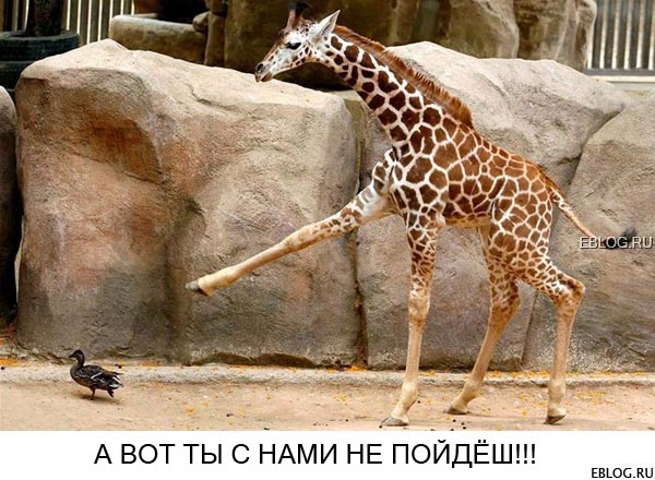 http://forumupload.ru/uploads/0000/0e/d2/7671-2-f.jpg