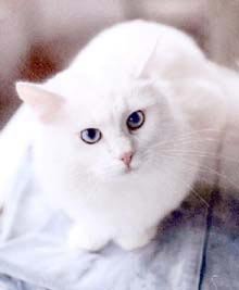 http://forumupload.ru/uploads/0000/27/07/19458-5-f.jpg