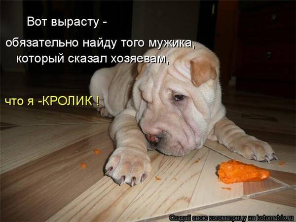 http://forumupload.ru/uploads/0004/02/e8/7248/t751163.jpg