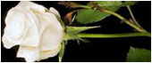 http://forumupload.ru/uploads/0008/aa/b4/1446-1.jpg