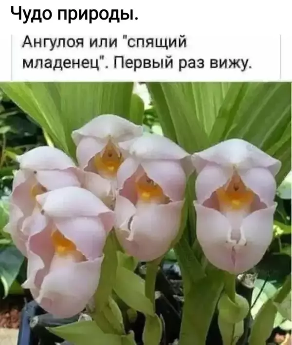 http://forumupload.ru/uploads/0009/61/87/126/t463850.webp