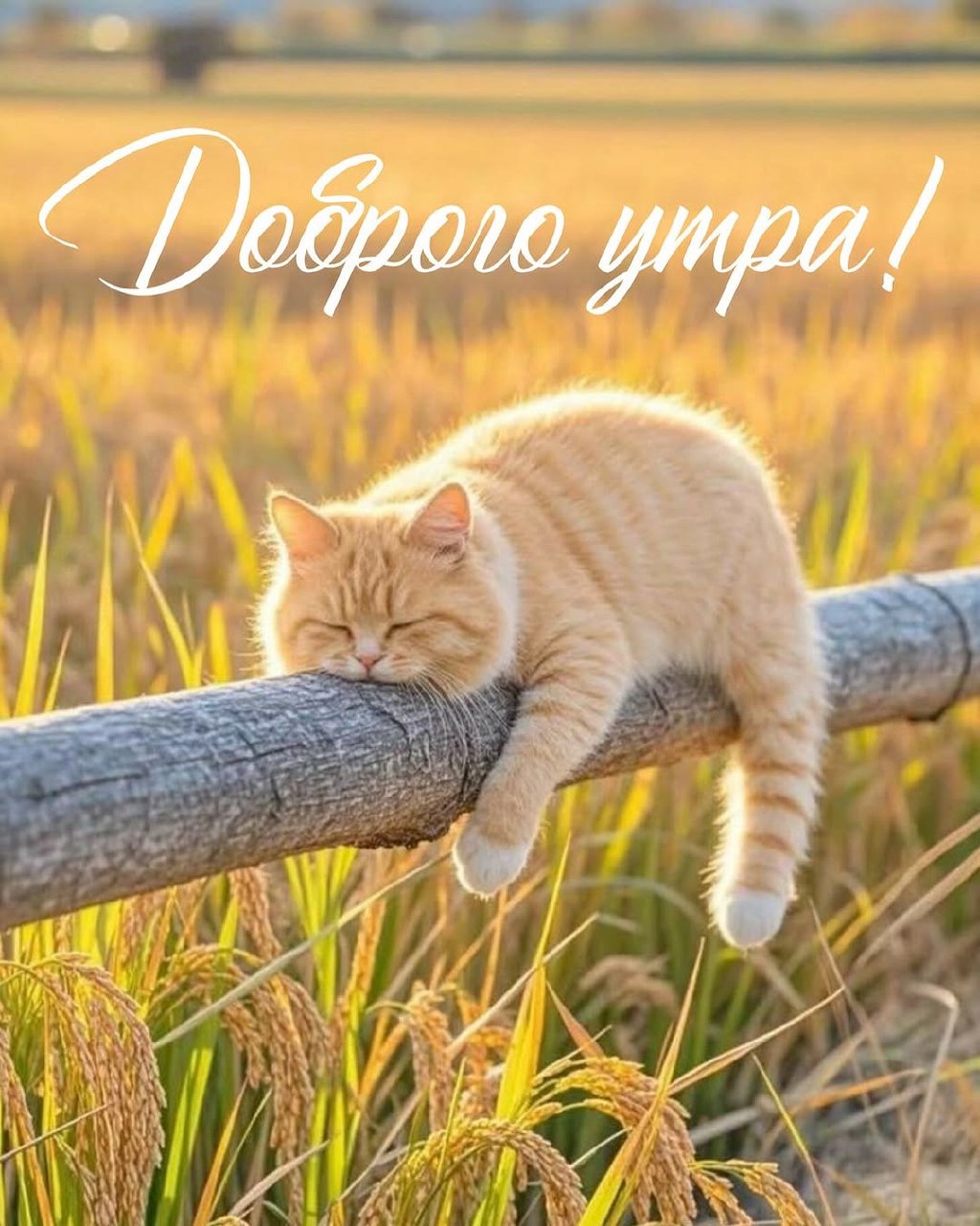 http://forumupload.ru/uploads/000a/78/7a/526/120819.jpg