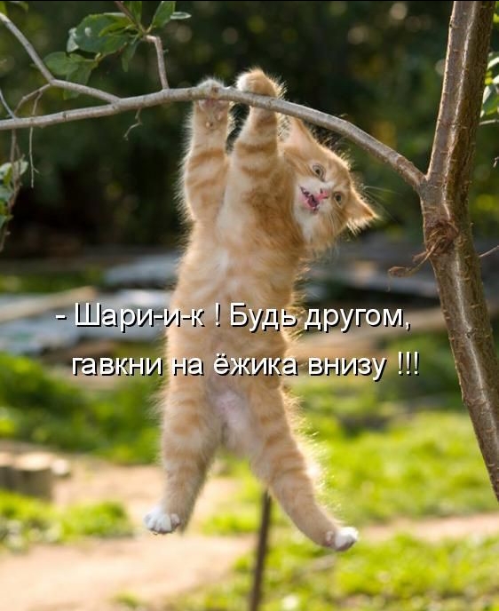 http://forumupload.ru/uploads/000d/6b/61/4555/t160286.jpg