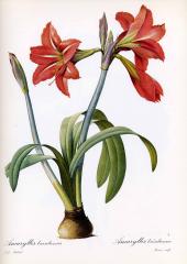 Прекрасные старинные цветы. Ботанический атлас Пьера Редуте 1133-1