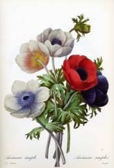 Прекрасные старинные цветы. Ботанический атлас Пьера Редуте 1133-2