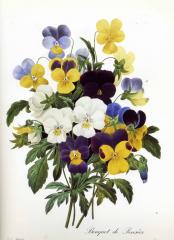 Прекрасные старинные цветы. Ботанический атлас Пьера Редуте 1133-3
