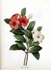 Прекрасные старинные цветы. Ботанический атлас Пьера Редуте 1133-4