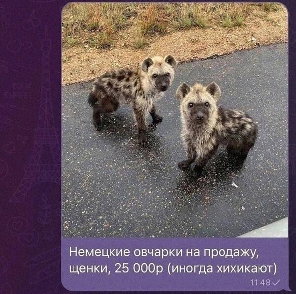 http://forumupload.ru/uploads/0013/1f/fe/105/t309012.jpg
