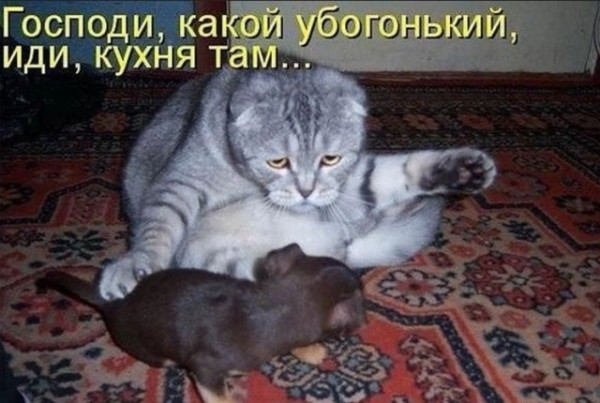 http://forumupload.ru/uploads/0013/1f/fe/105/t351748.jpg