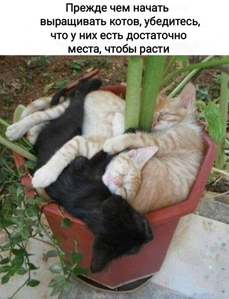 http://forumupload.ru/uploads/0013/1f/fe/105/t935768.jpg
