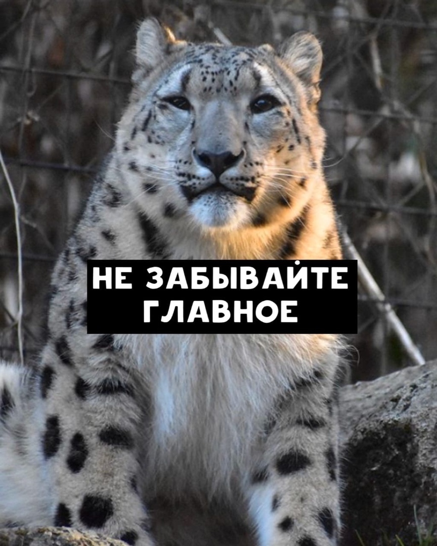 http://forumupload.ru/uploads/0014/ea/21/82/35097.jpg