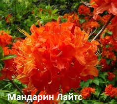 http://forumupload.ru/uploads/001a/b2/60/3/482954.jpg