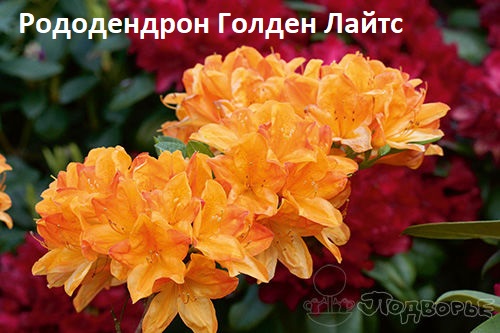 http://forumupload.ru/uploads/001a/b2/60/3/857791.jpg