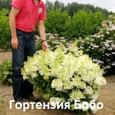 http://forumupload.ru/uploads/001a/b2/60/3/968223.jpg