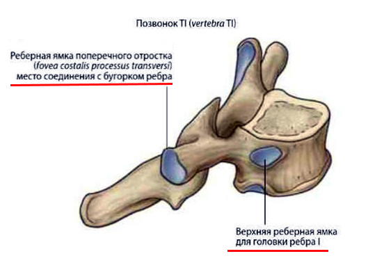 http://forumupload.ru/uploads/001a/f5/a1/2/514444.jpg