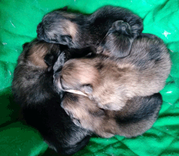 http://forumupload.ru/uploads/001b/16/1c/2/t938371.gif