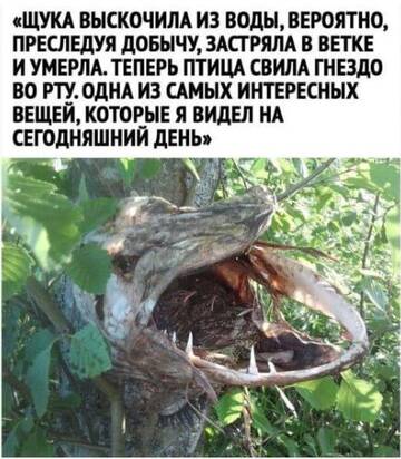 http://forumupload.ru/uploads/001b/4f/36/27/t847782.jpg