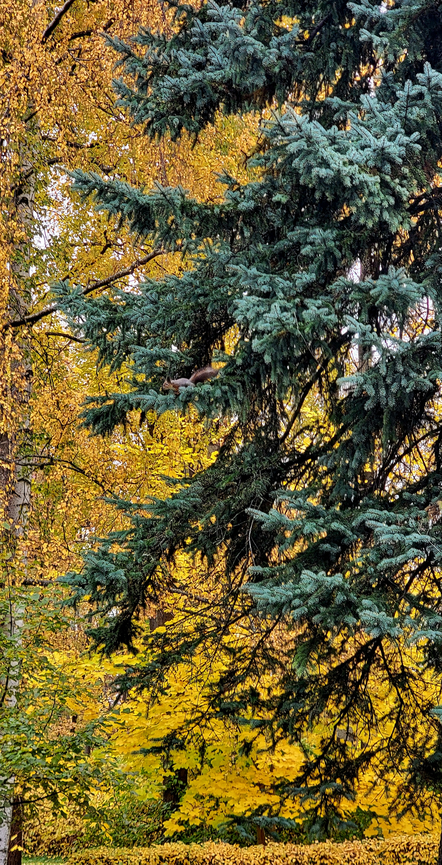 https://forumupload.ru/uploads/0000/0a/f2/13130/560117.jpg