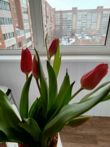 https://forumupload.ru/uploads/0000/0a/f2/19806/t239069.jpg