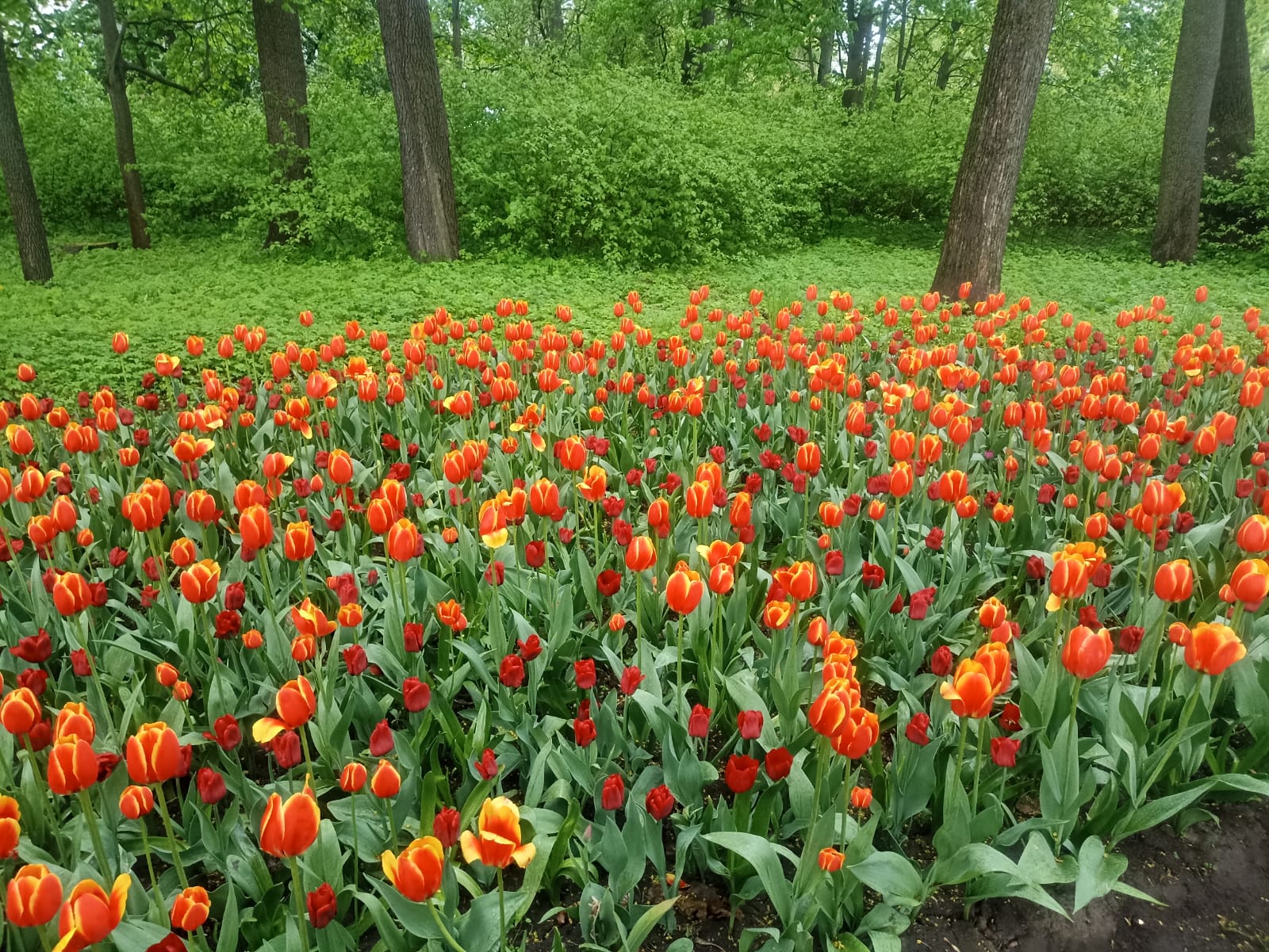 https://forumupload.ru/uploads/0001/d0/60/4965/536131.jpg