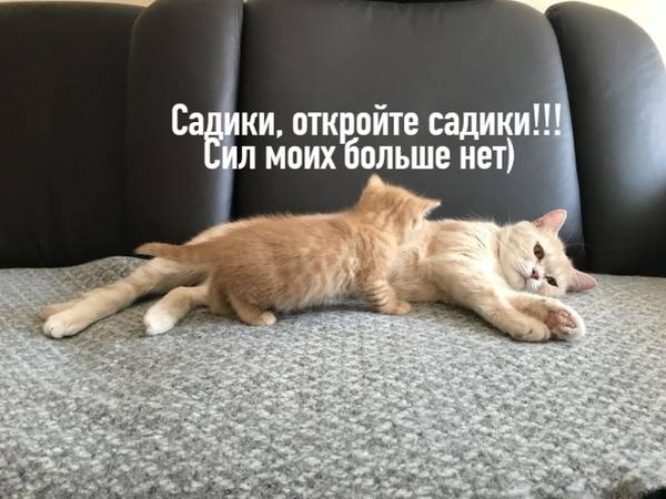 https://forumupload.ru/uploads/0004/02/e8/1734/t153268.jpg