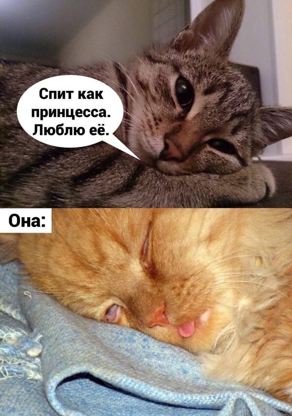 https://forumupload.ru/uploads/0004/02/e8/1734/t212379.jpg