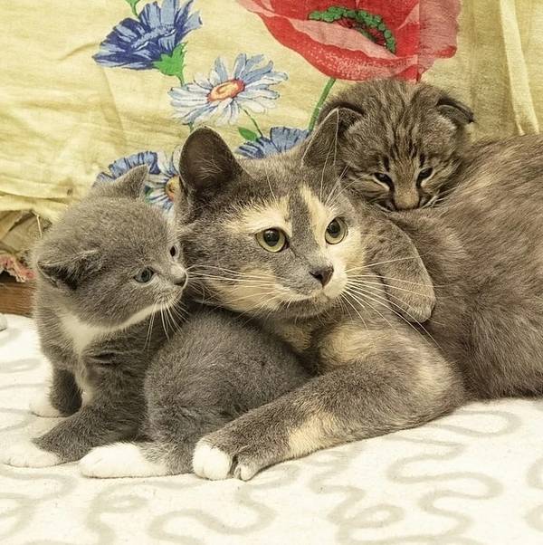 https://forumupload.ru/uploads/0004/02/e8/1734/t226288.jpg