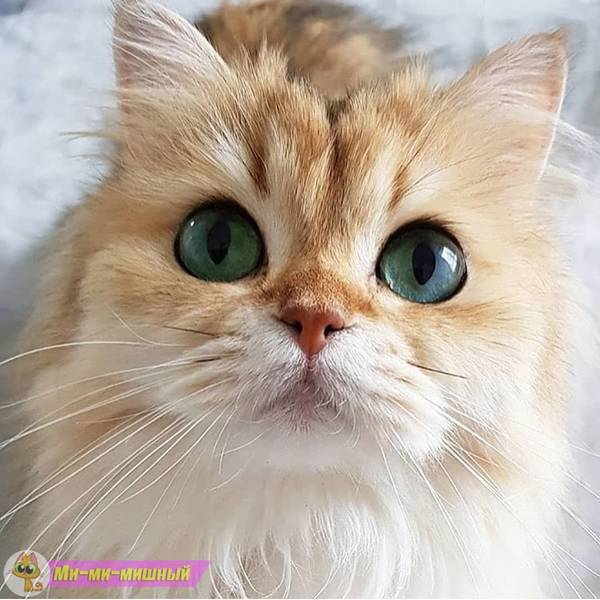 https://forumupload.ru/uploads/0004/02/e8/1734/t34733.jpg