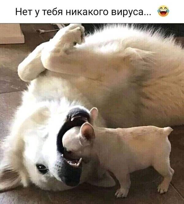 https://forumupload.ru/uploads/0004/02/e8/1734/t407295.jpg