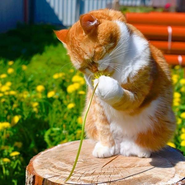 https://forumupload.ru/uploads/0004/02/e8/1734/t863636.jpg