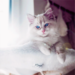 https://forumupload.ru/uploads/0004/e7/0d/4047/144663.png