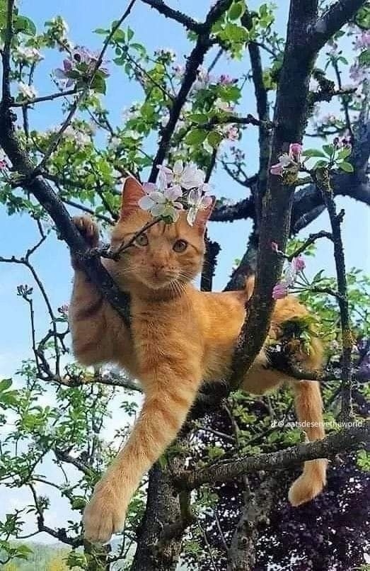 https://forumupload.ru/uploads/0009/61/87/126/t16756.jpg