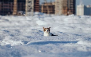 https://forumupload.ru/uploads/0009/61/87/126/t217905.jpg