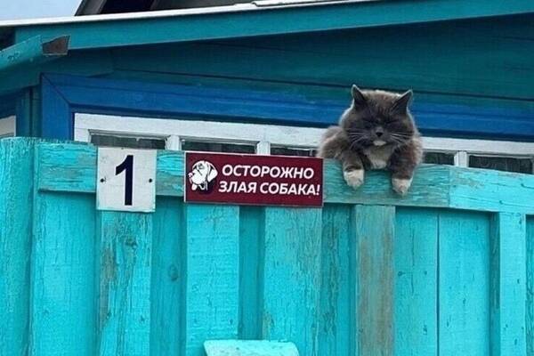 https://forumupload.ru/uploads/0009/61/87/126/t278168.jpg