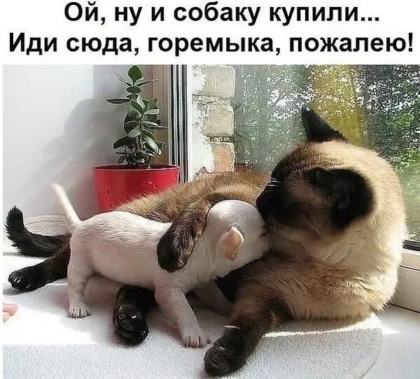https://forumupload.ru/uploads/0009/61/87/126/t489432.jpg