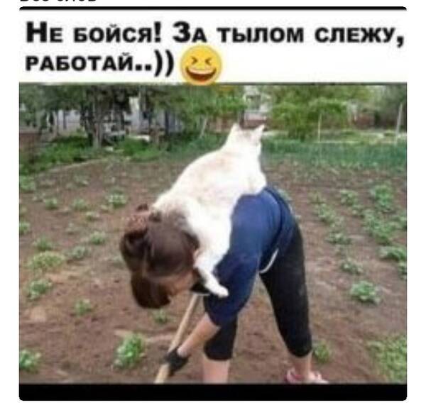 https://forumupload.ru/uploads/0009/61/87/126/t508590.jpg