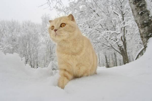 https://forumupload.ru/uploads/0009/61/87/126/t546110.jpg