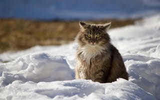 https://forumupload.ru/uploads/0009/61/87/126/t593722.jpg