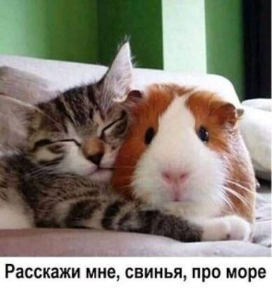 https://forumupload.ru/uploads/0009/61/87/126/t65882.jpg