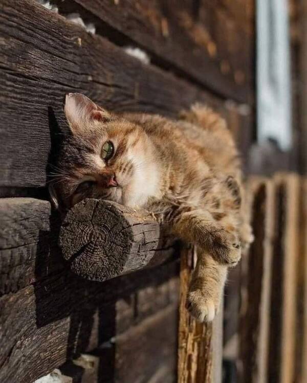 https://forumupload.ru/uploads/0009/61/87/126/t691921.jpg