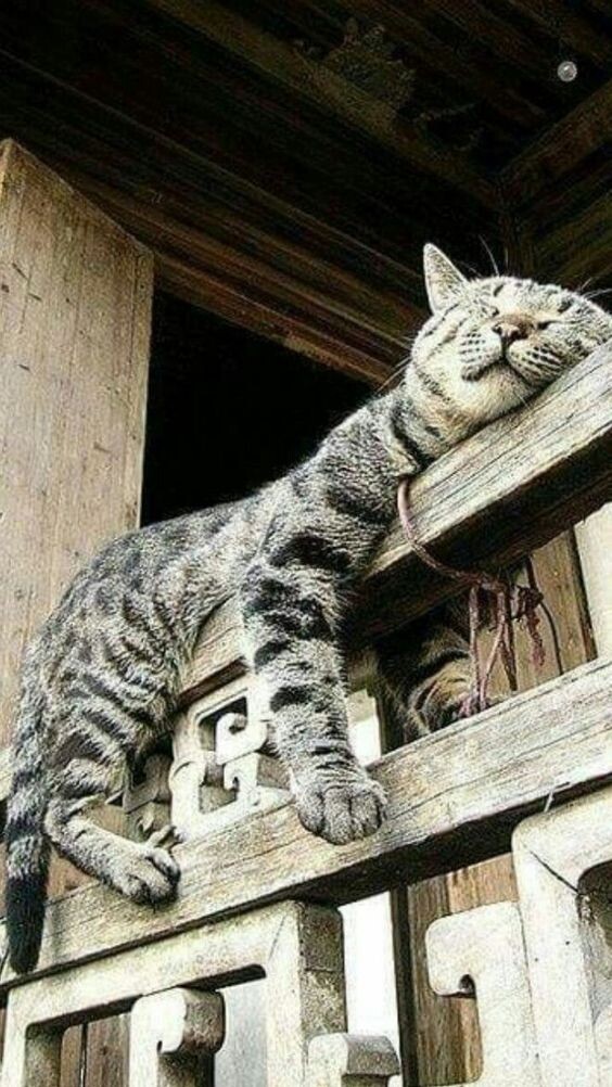 https://forumupload.ru/uploads/0009/61/87/126/t742779.jpg