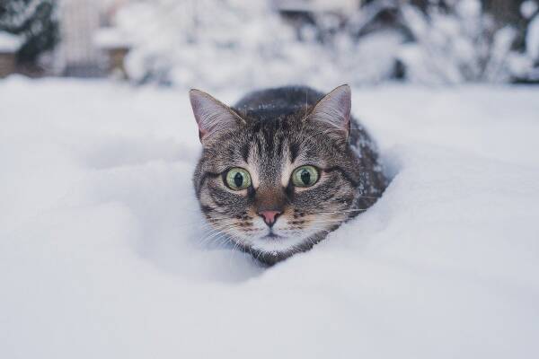 https://forumupload.ru/uploads/0009/61/87/126/t800667.jpg