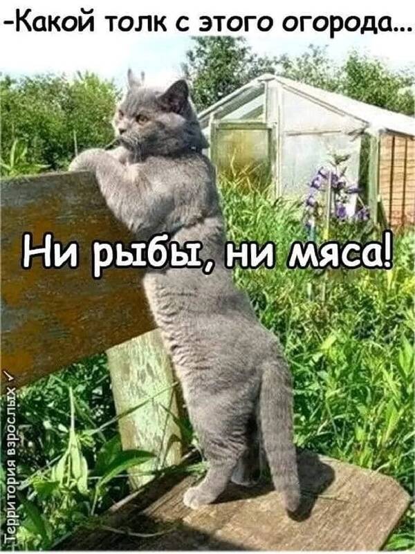 https://forumupload.ru/uploads/0009/61/87/126/t89617.jpg