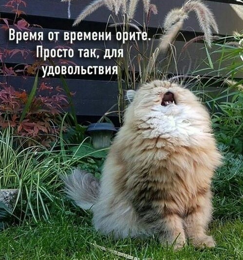 https://forumupload.ru/uploads/0009/61/87/126/t977673.jpg