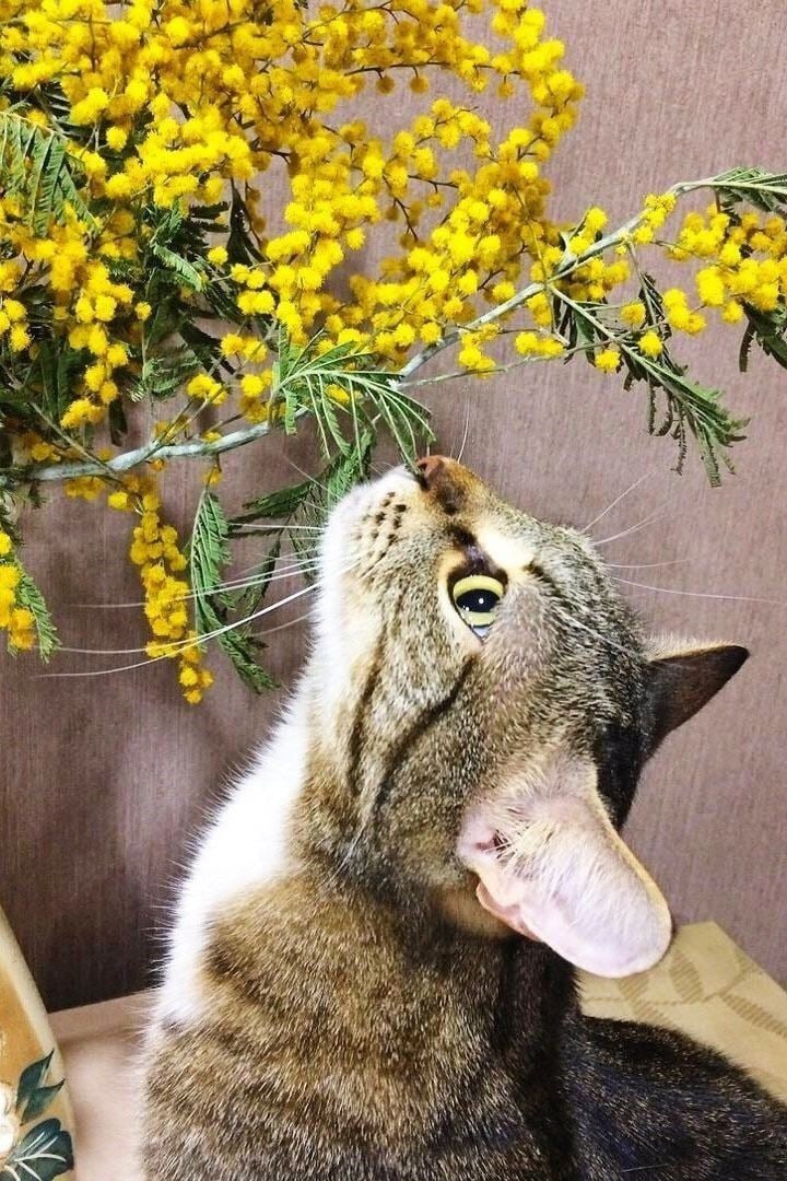 https://forumupload.ru/uploads/0009/61/87/230/218006.jpg