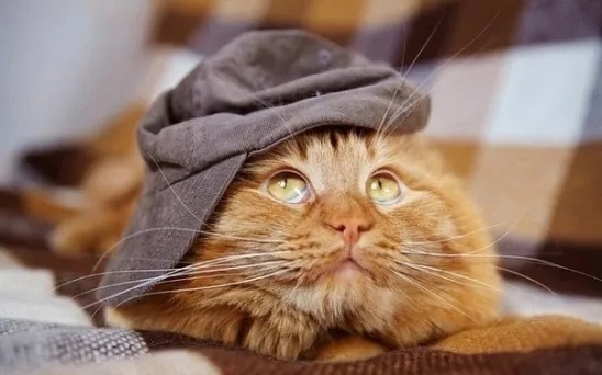 https://forumupload.ru/uploads/0009/61/87/230/231646.jpg