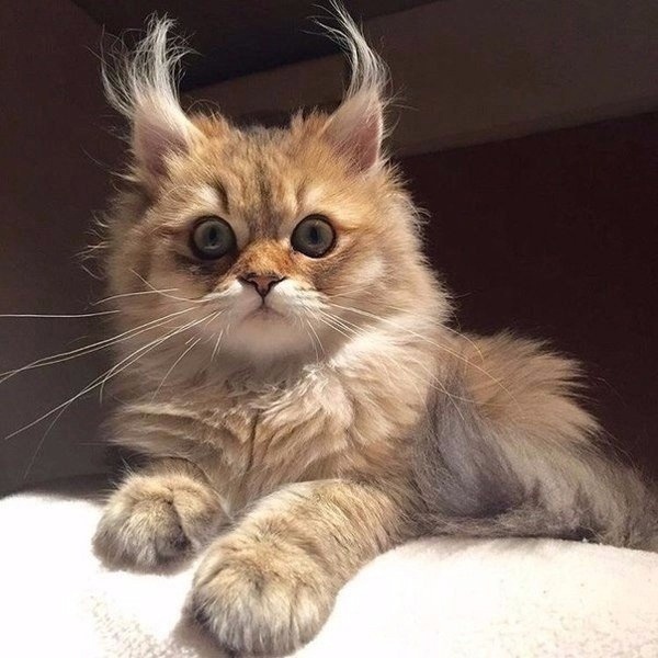 https://forumupload.ru/uploads/0009/61/87/230/412259.jpg
