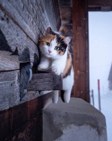 https://forumupload.ru/uploads/0009/61/87/230/t508707.jpg