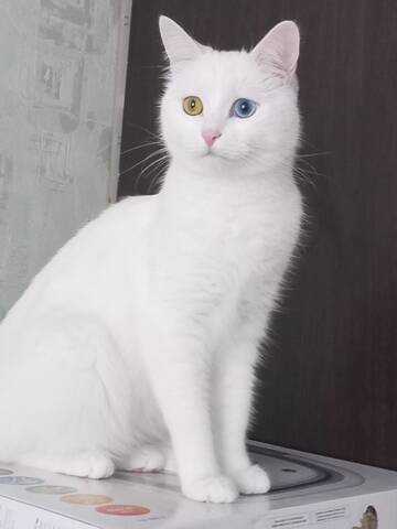 https://forumupload.ru/uploads/0009/61/87/230/t633687.jpg