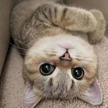 https://forumupload.ru/uploads/0009/61/87/230/t876536.jpg